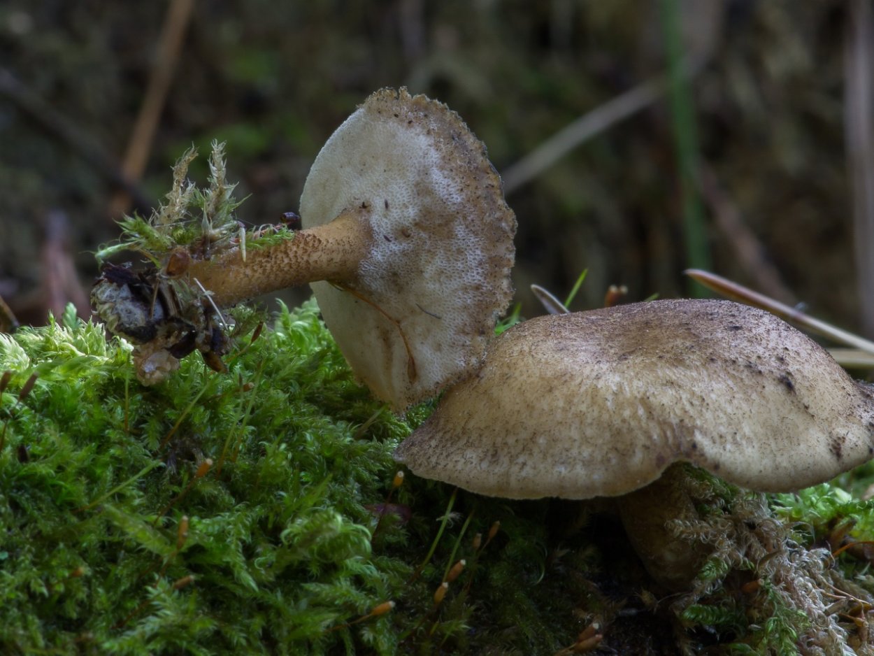 Lactarius fennoscandicus