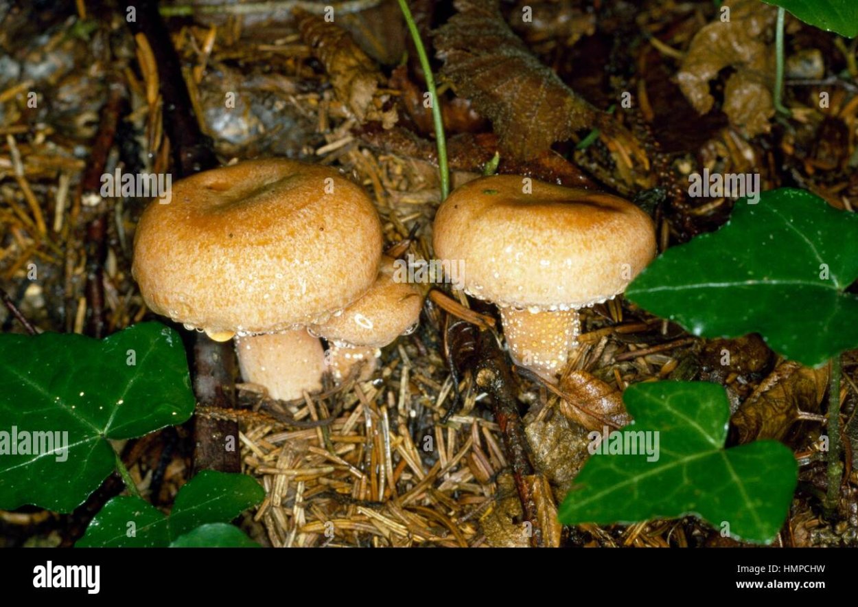 Еловик желтый гриб