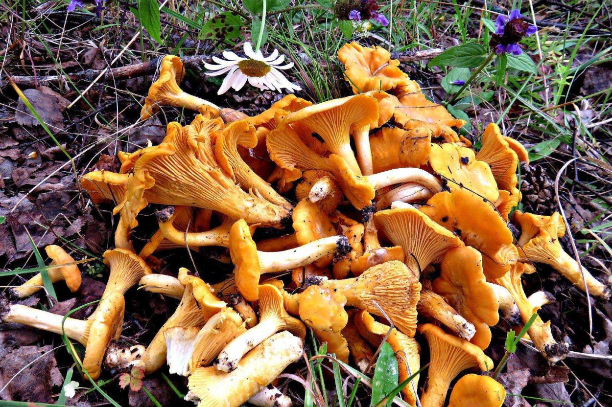 Рыжик еловый/еловик (Lactarius deterrimus);