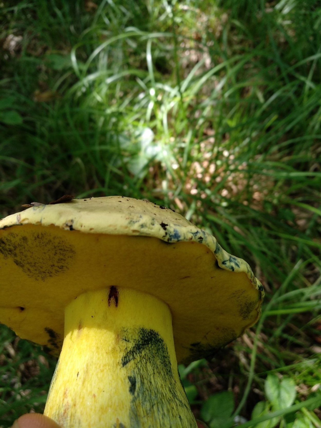 Рядовка серная Tricholoma Sulphureum