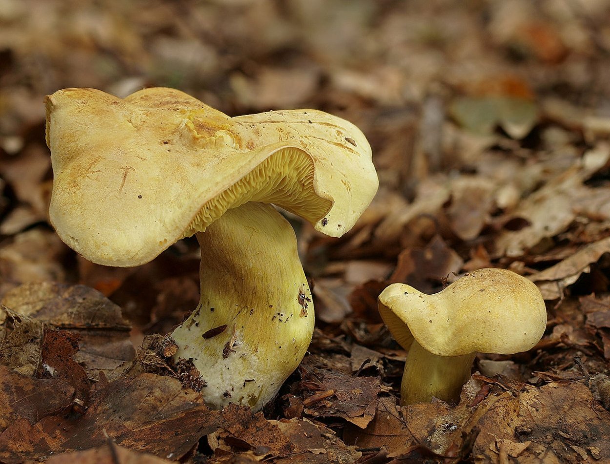 Lentinus substrictus