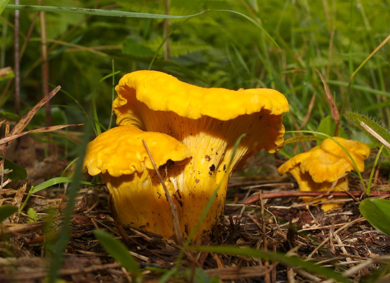 Грибы ежовик жёлтый