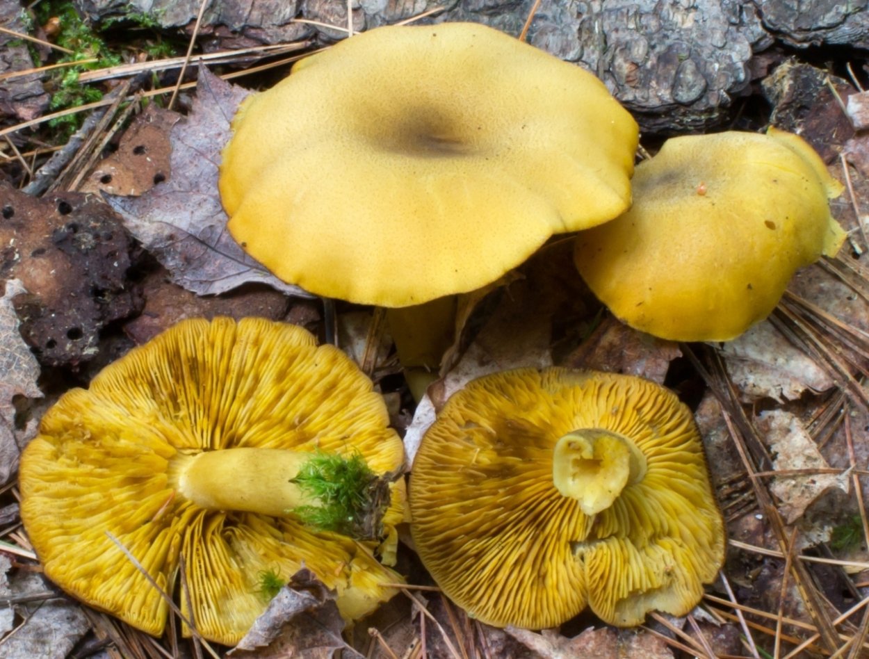 Желтый ежовик съедобный