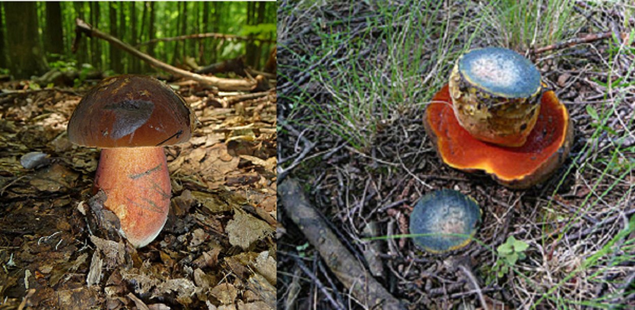 Млечник Рыжик гриб