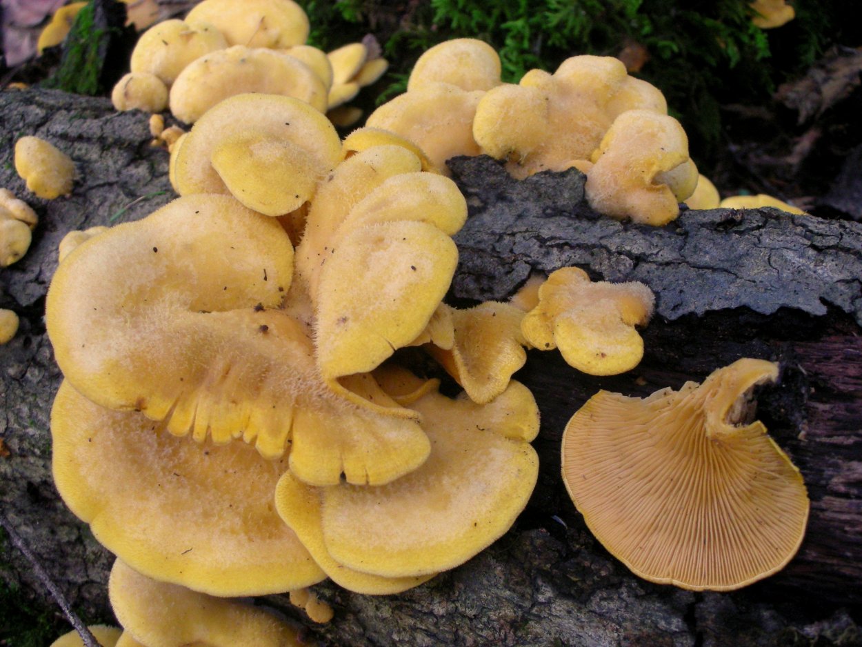 Паутинник Триумфальный желтый