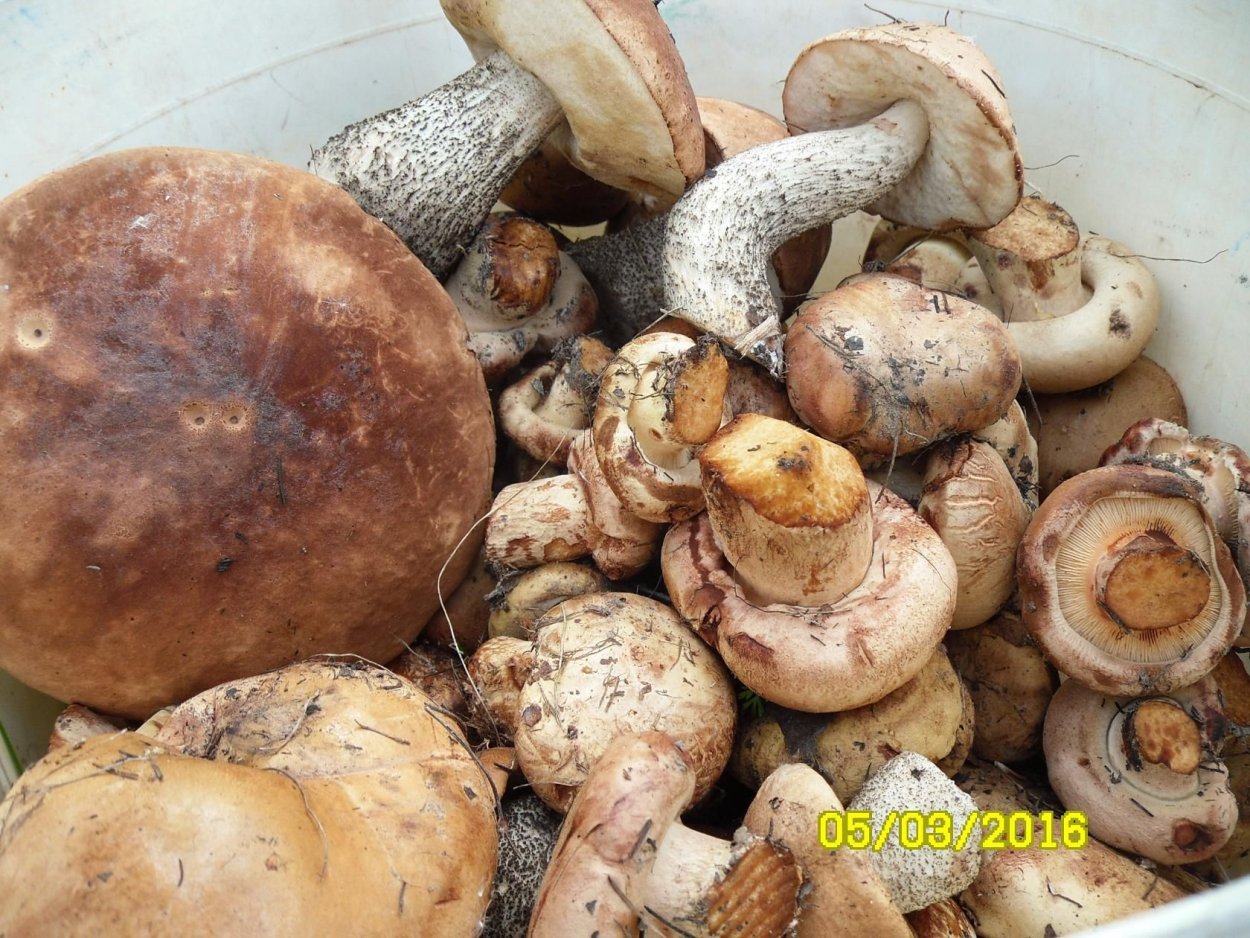 Свинухи и коровники