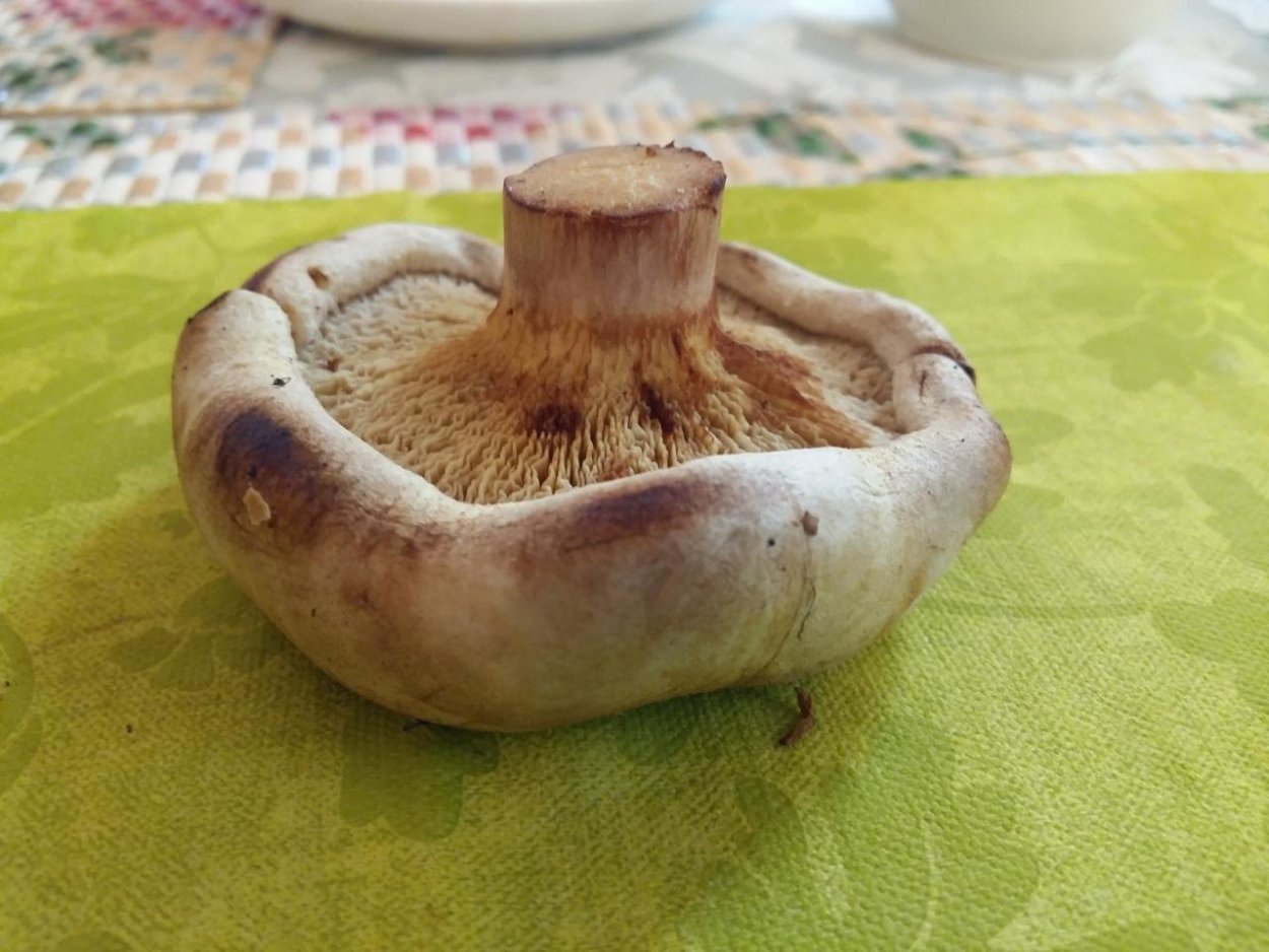 Грибной дождь