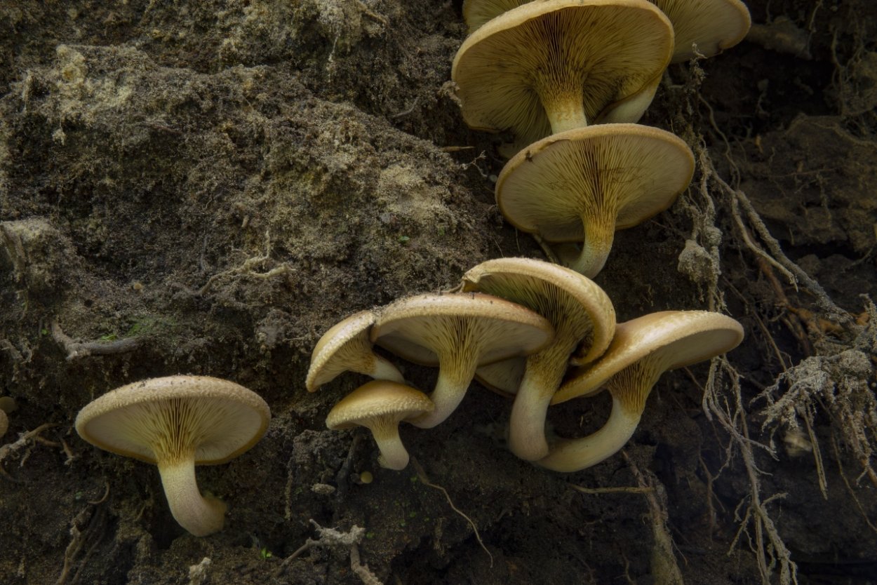 Осенние шампиньоны