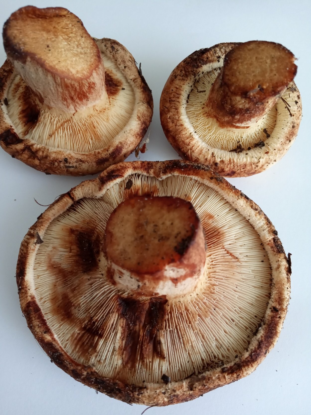 Paxillus rubicundulus