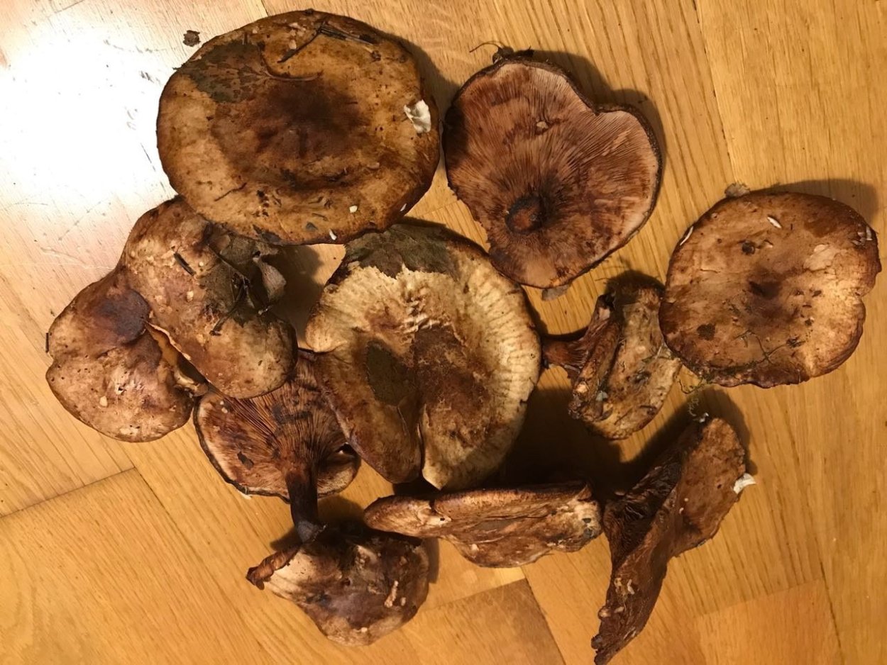 Грибы коровники и свинухи