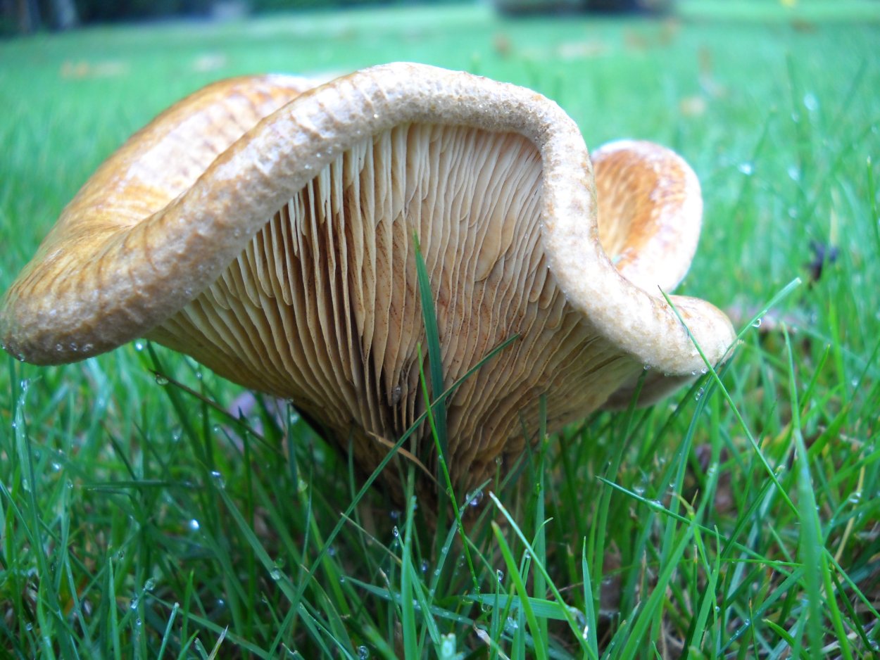 Гриб Матрена