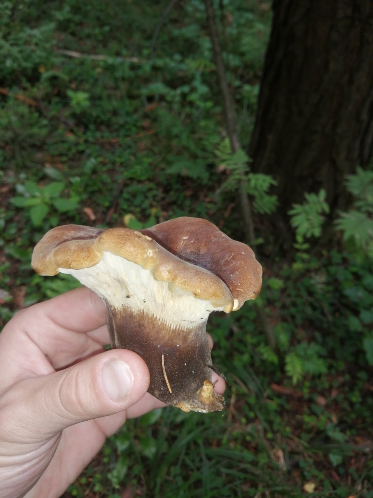 Грибы фото Забайкалья фото и описание