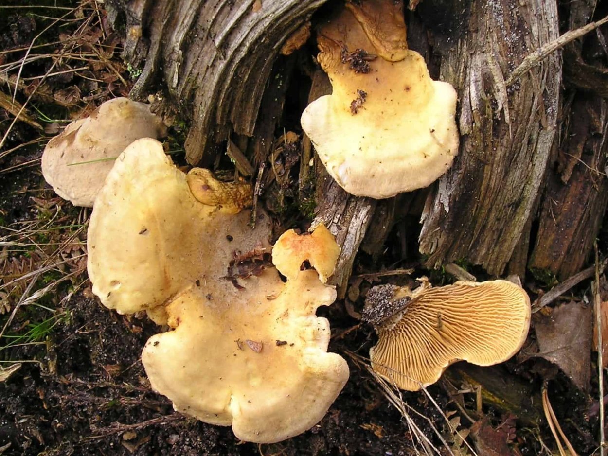 Гриб коровник и свинушка