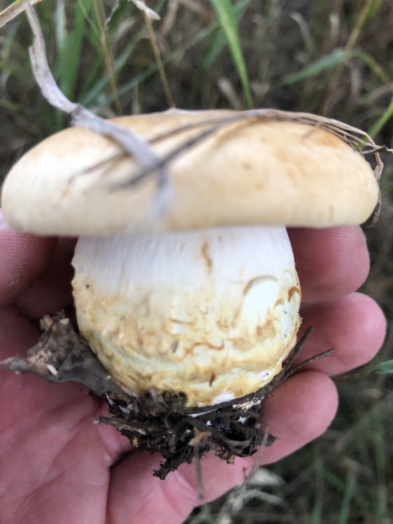 Трутовик овечий гриб