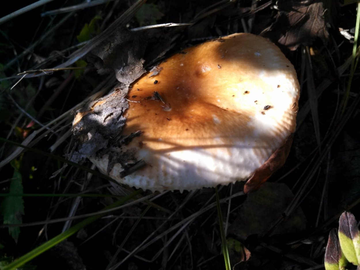 Овощи и грибы