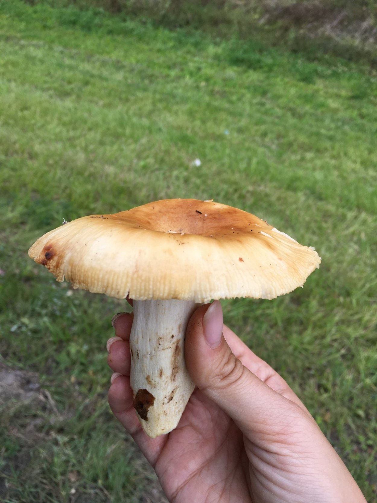 Миндальный гриб фото