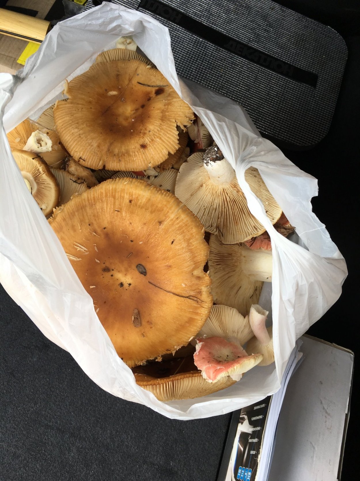 Хабиасс грибы