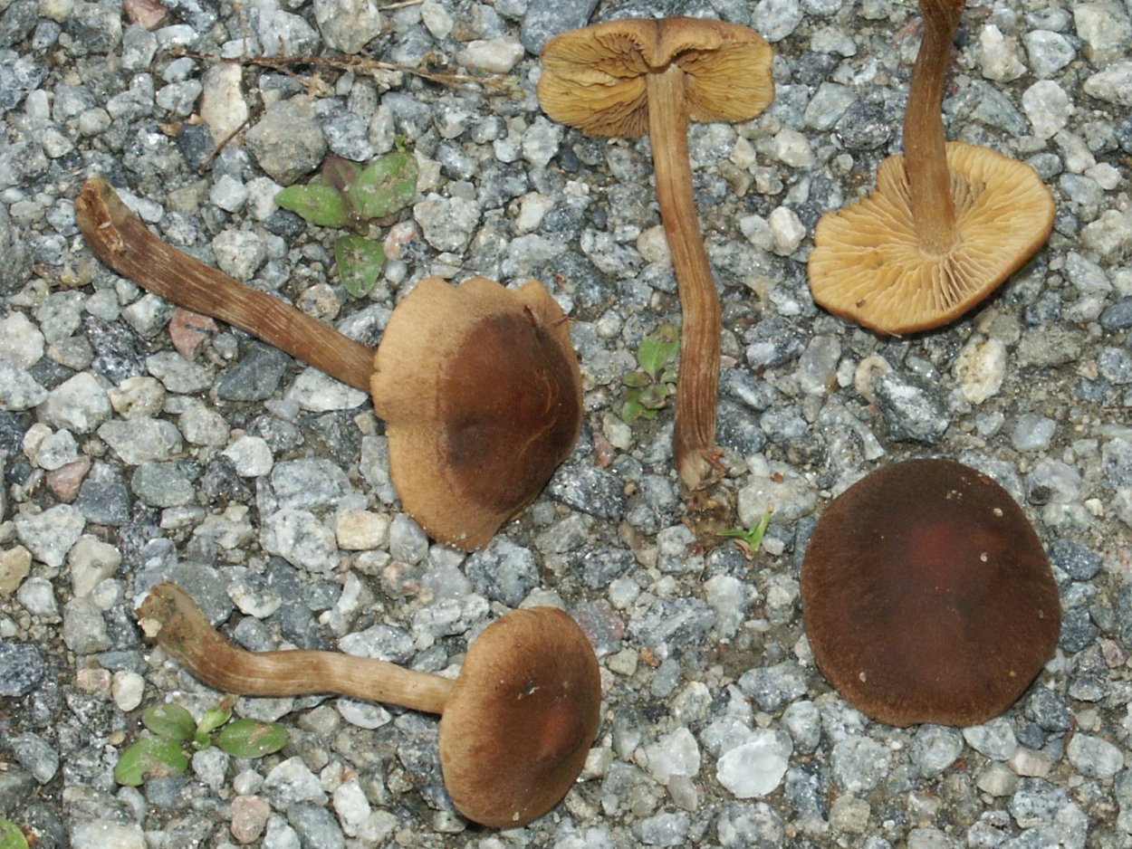 Сыроежка охристая