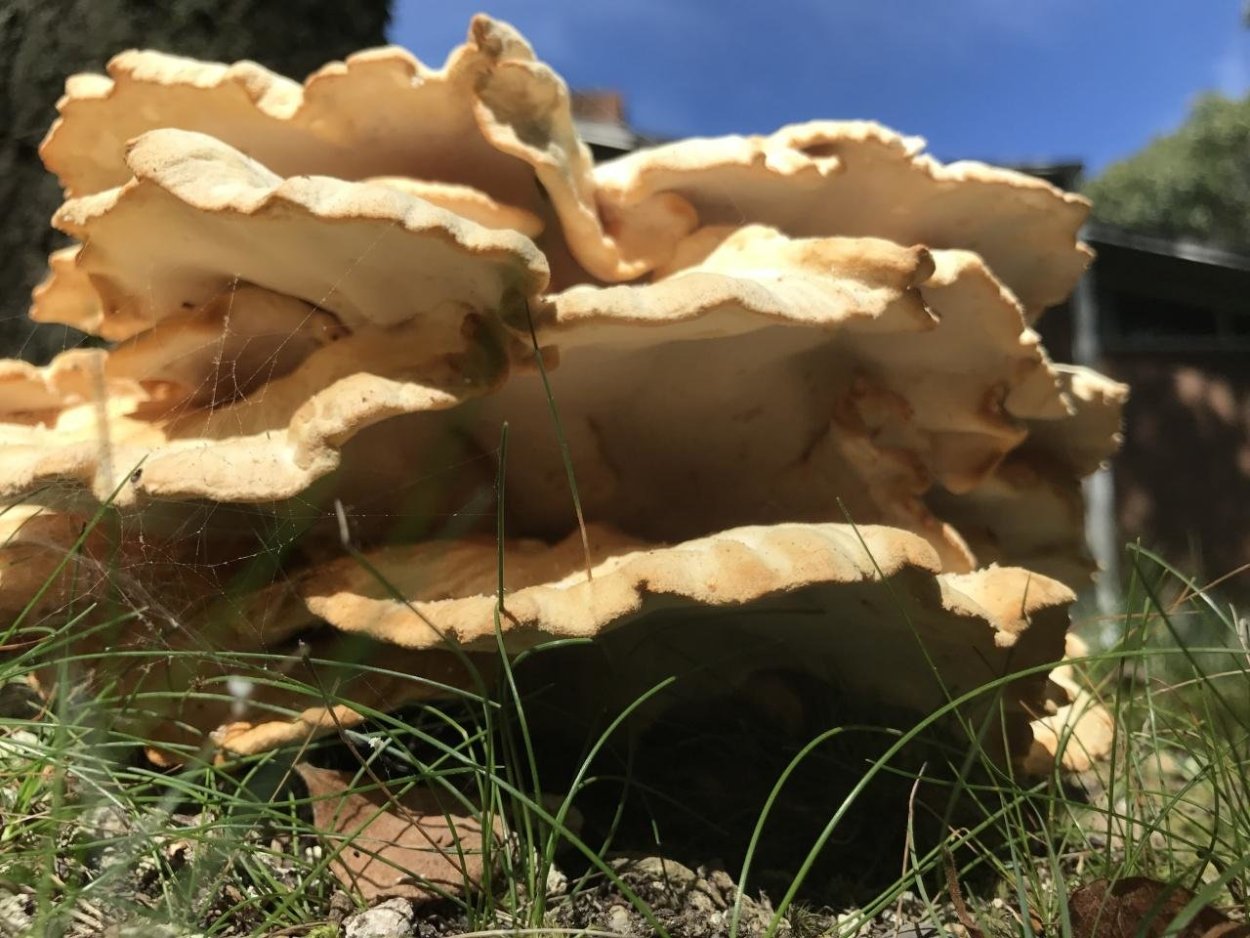 Овечий гриб, трутовик овечий, Альбатреллус овечий