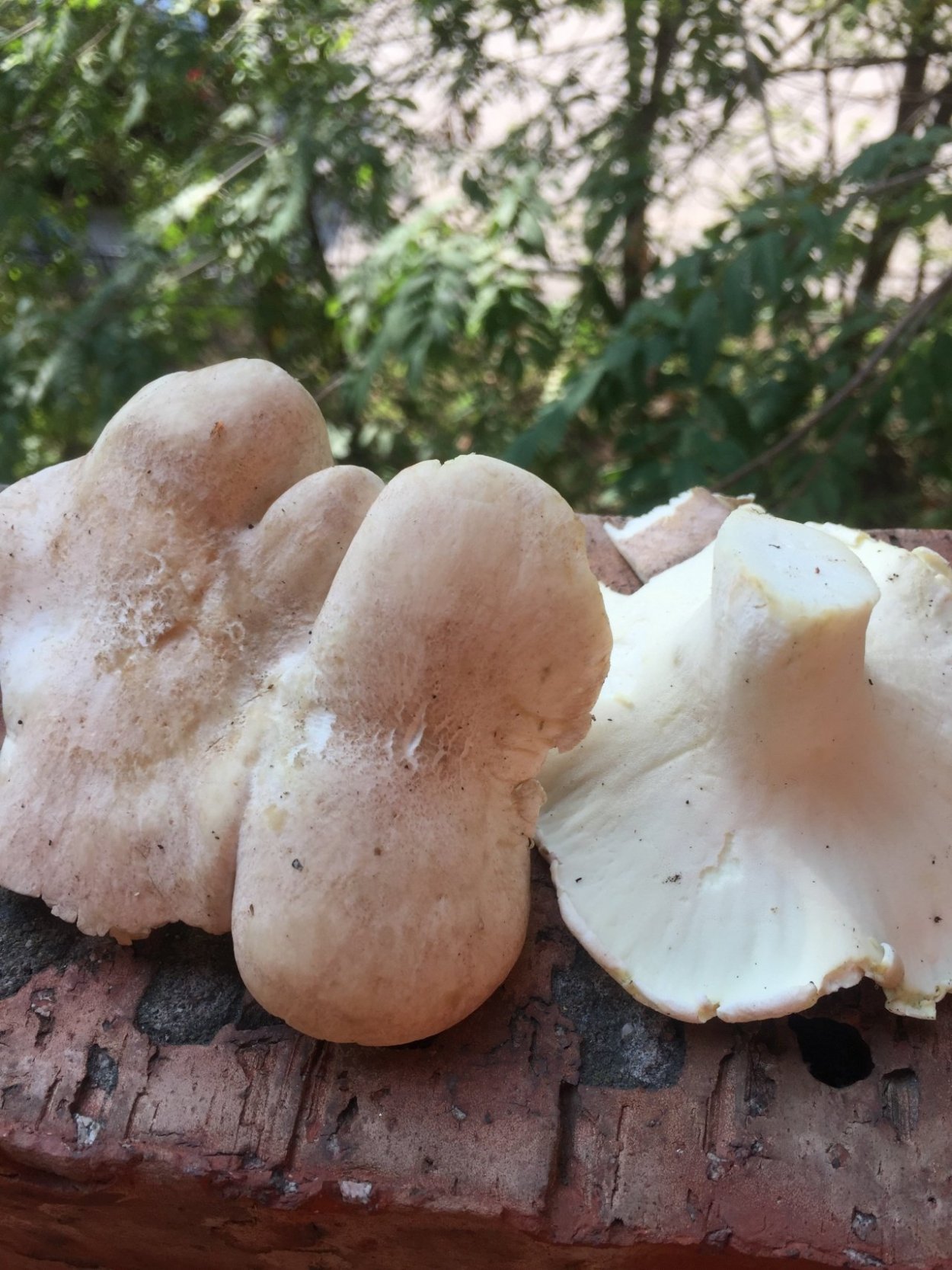 Пилолистничек (Lentinellus Ursinus),