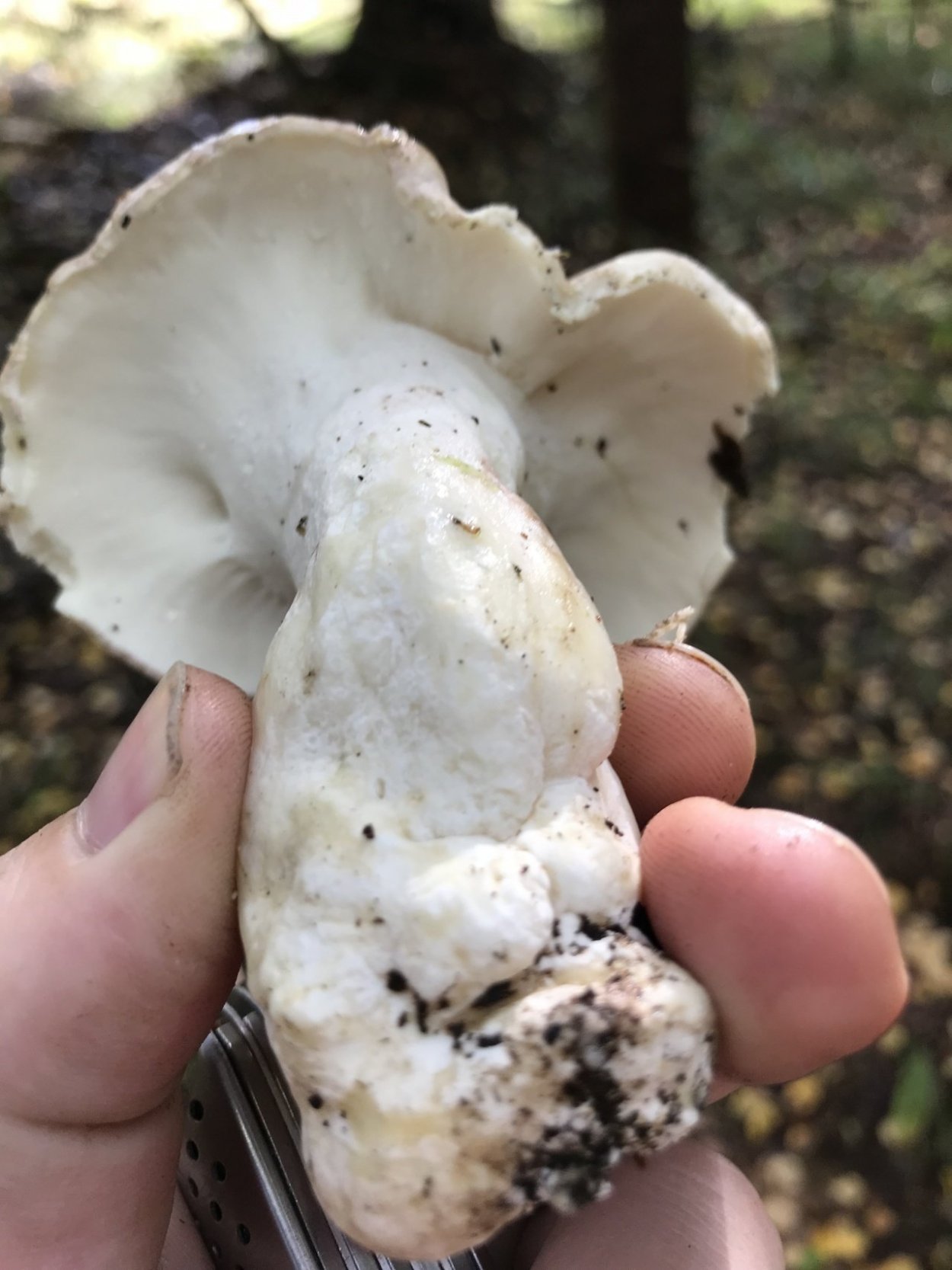 Белый гриб в Узбекистане