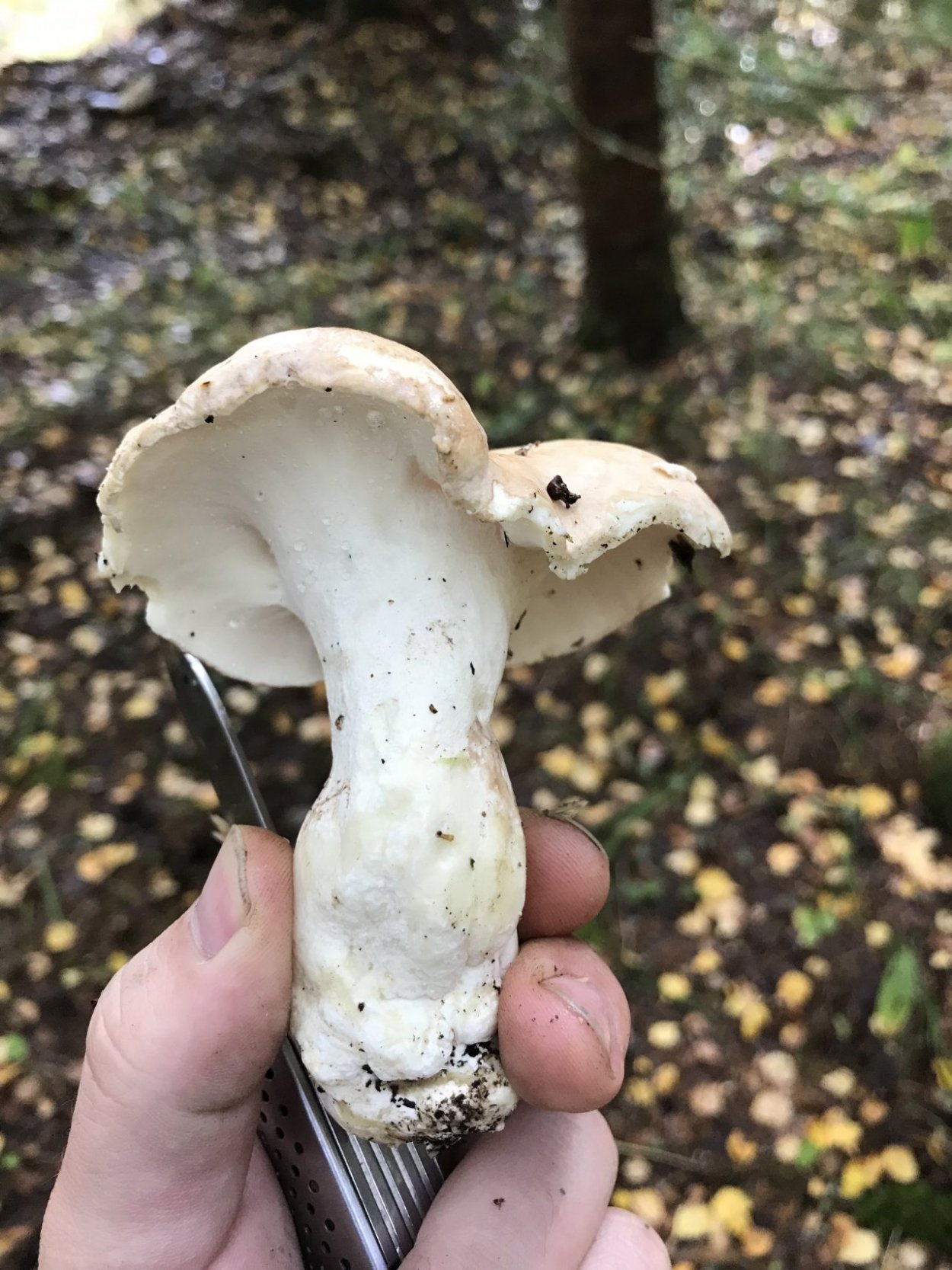 Фон из коричневых грибов