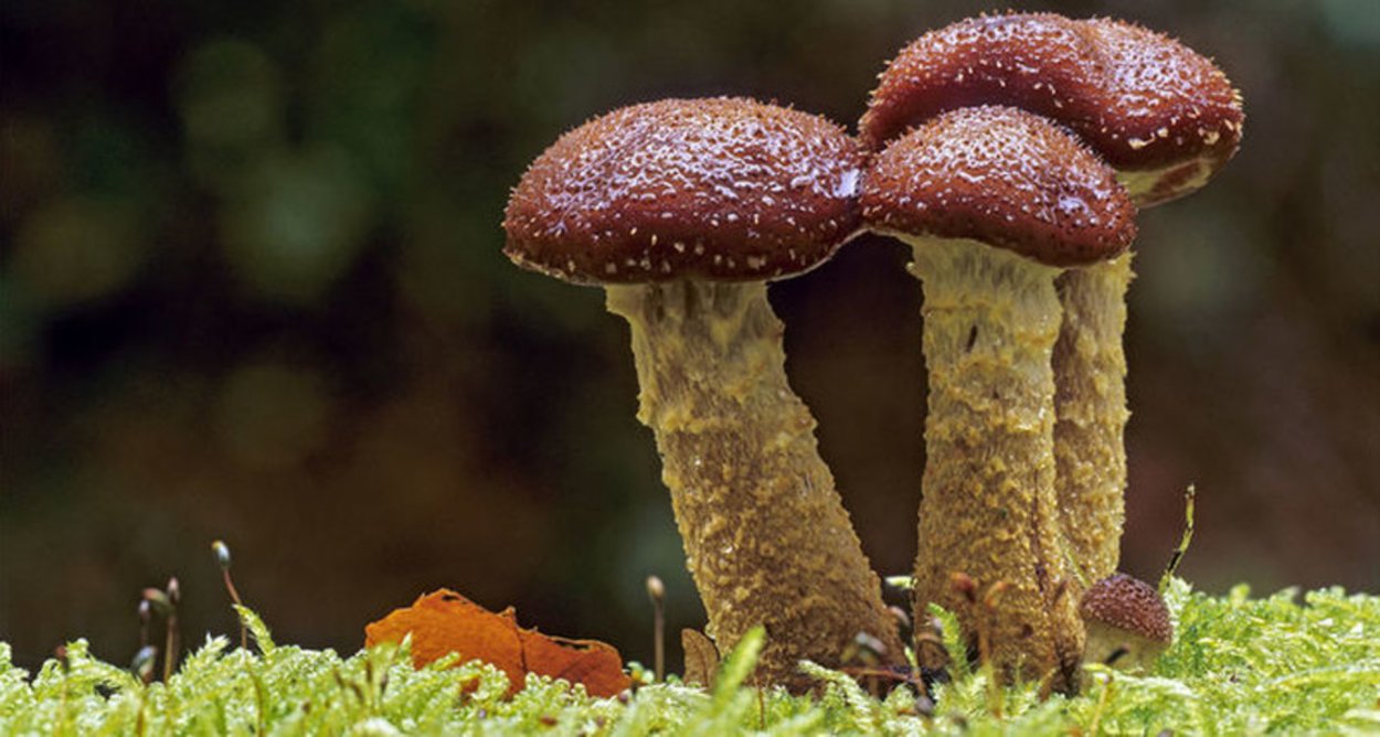 Полезные грибы