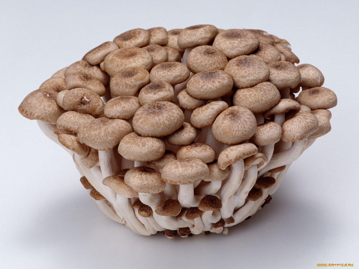 Трутовик лускатий