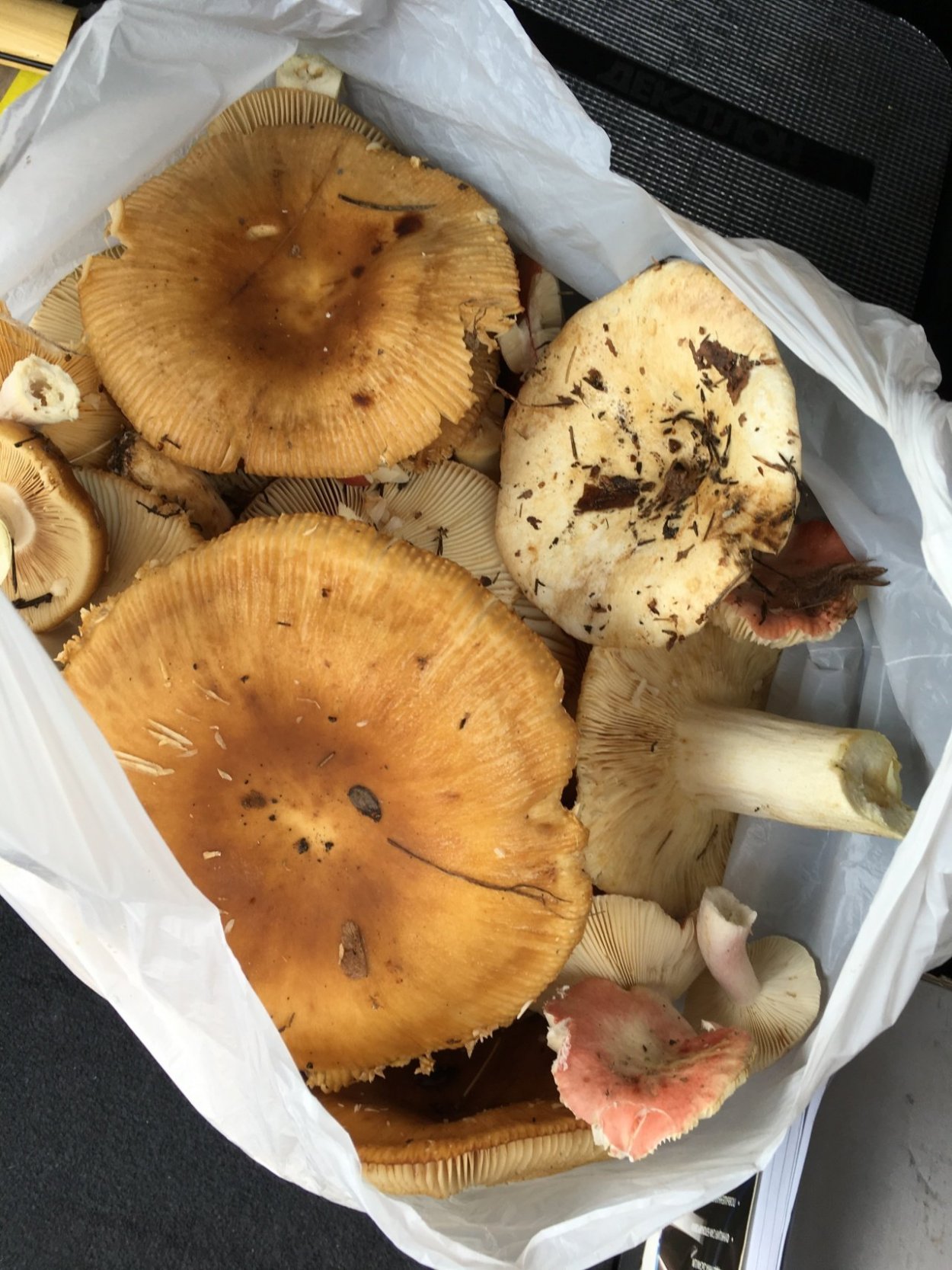 Сыроежка Миндальная