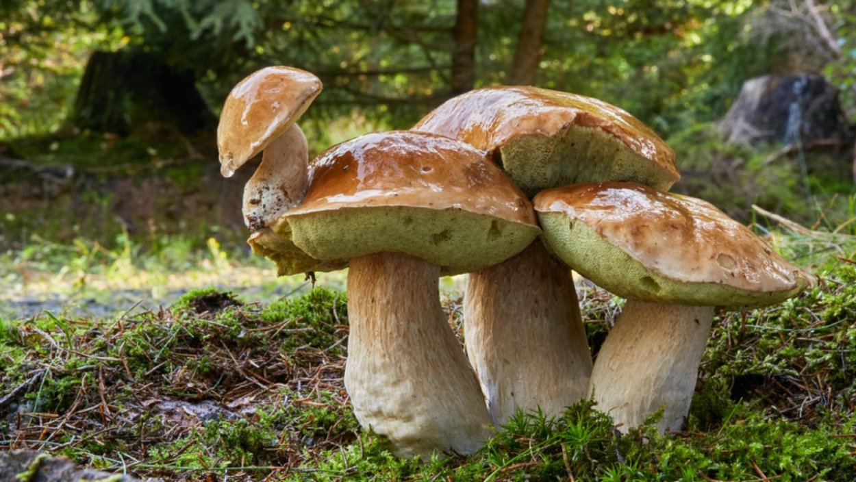 Зимний гриб (Flammulina velutipes)