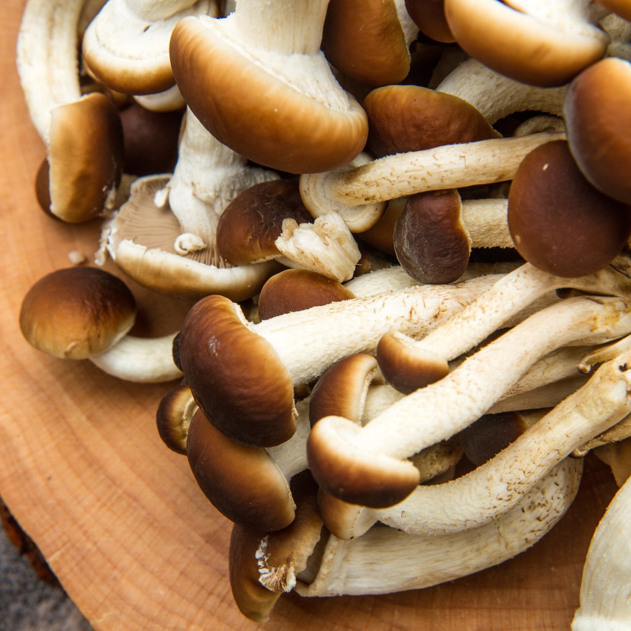 Королевский гриб Портобелло