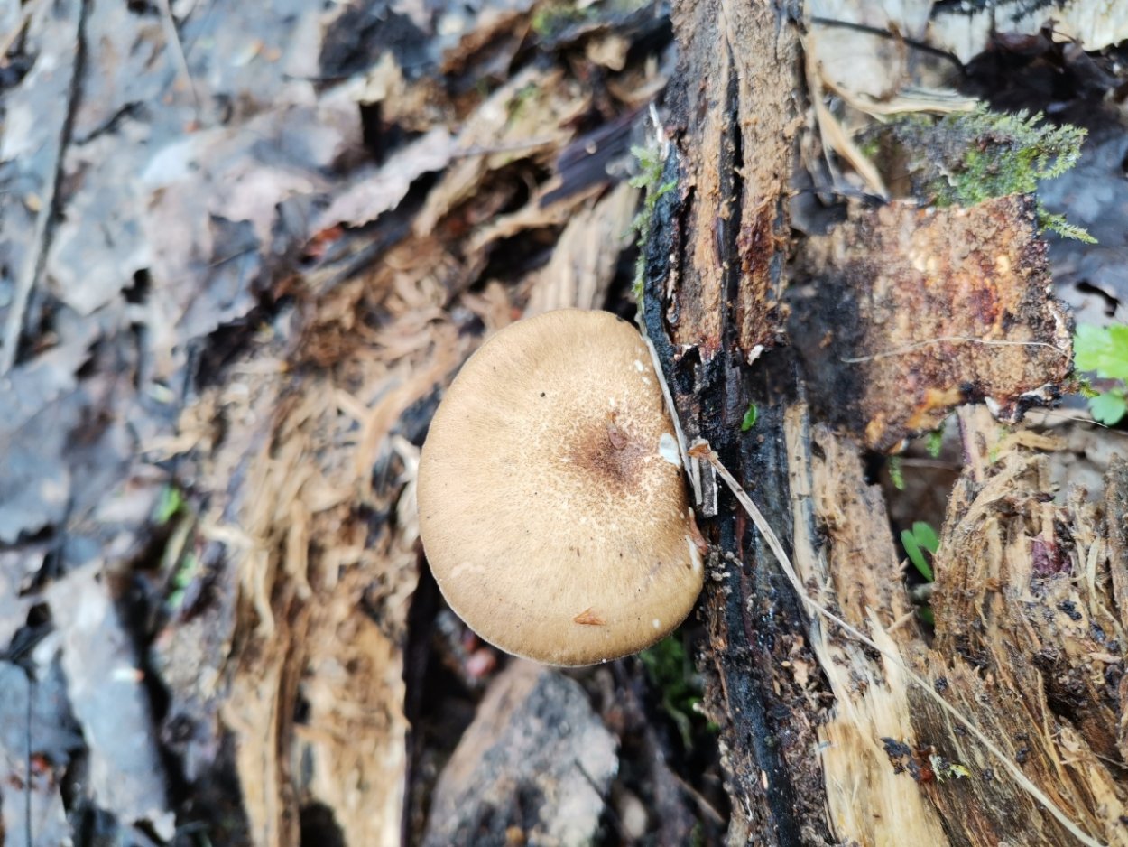 Трутовик овечий,Альбатреллус ядовитые