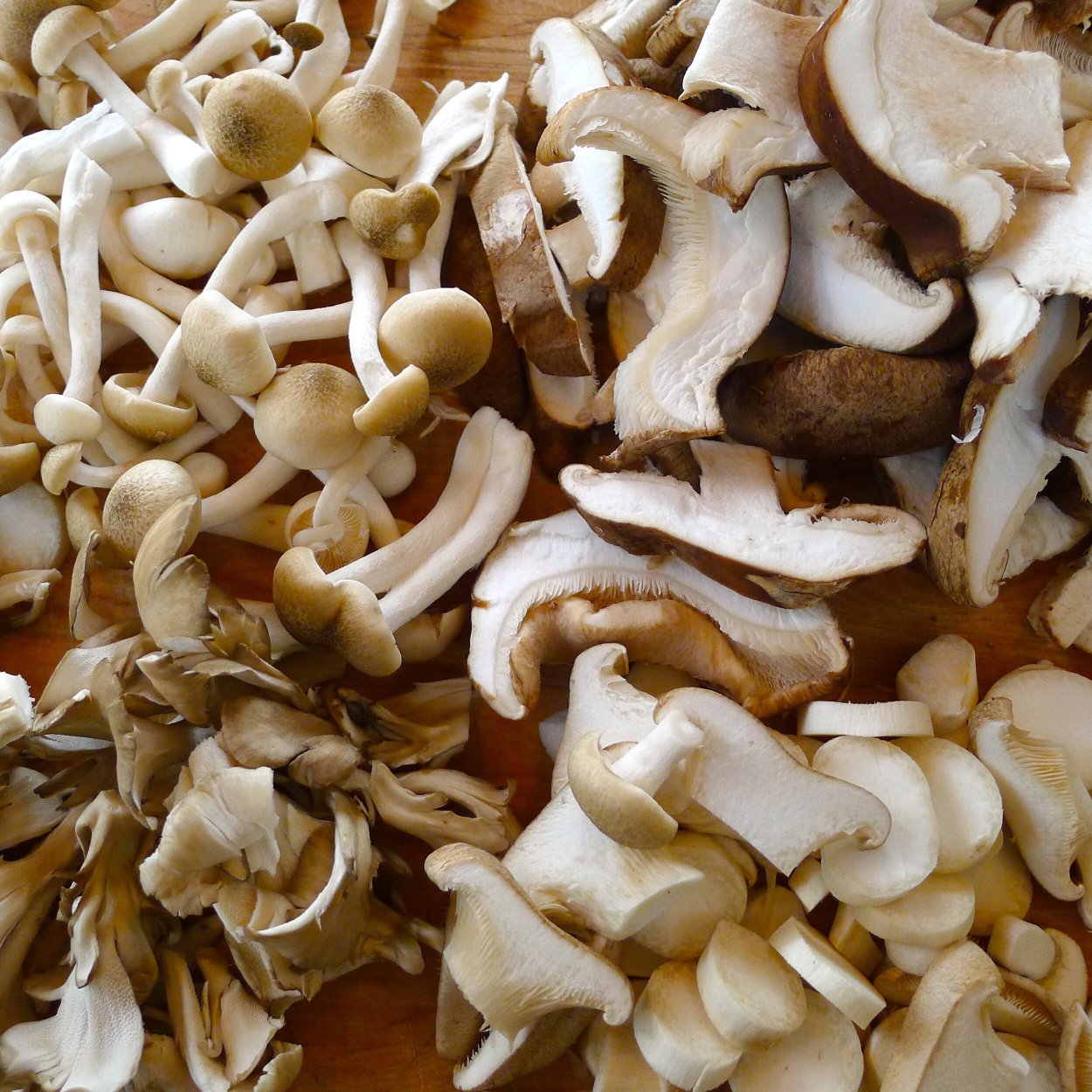 Грибы семейство