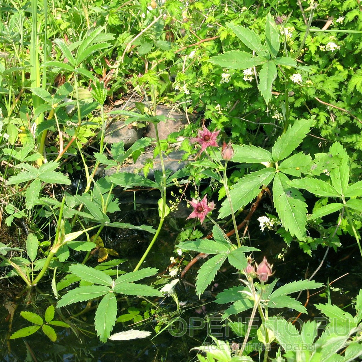 Сабельник болотный