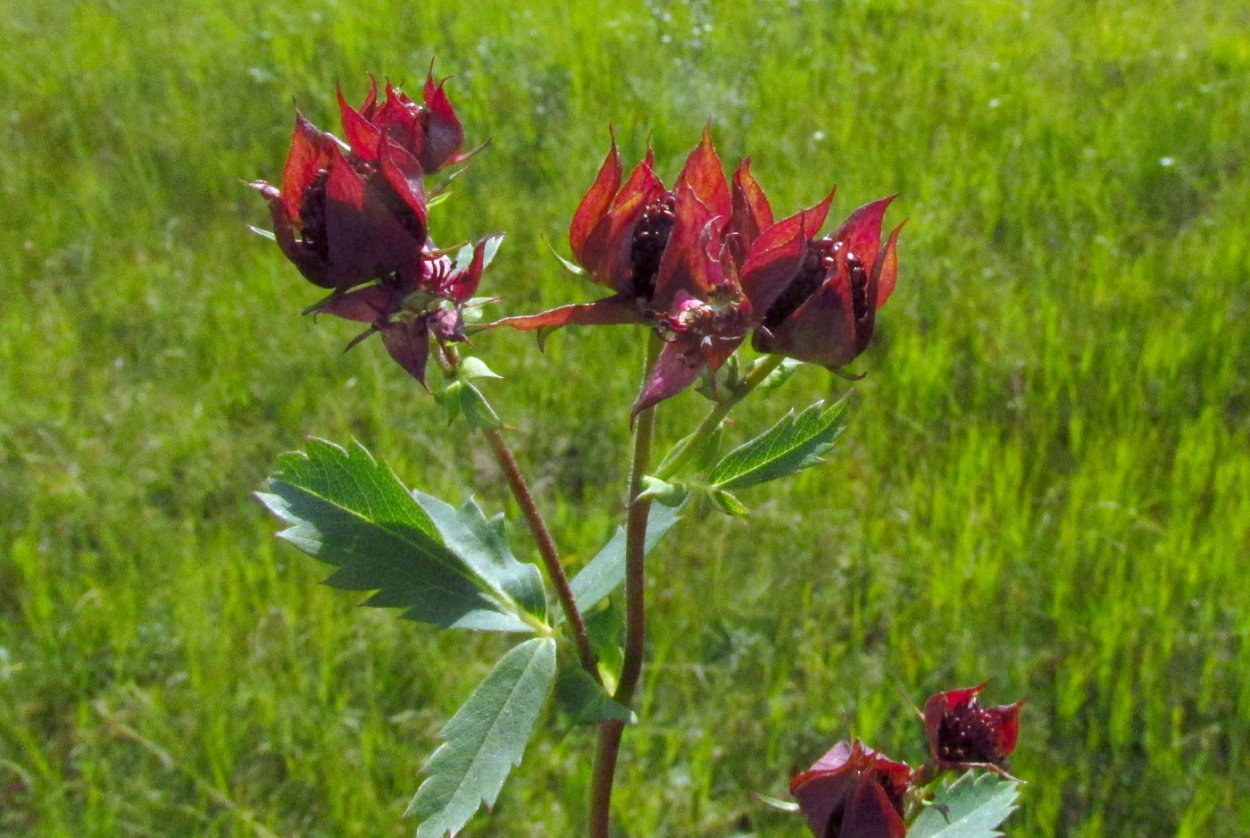 Бальзам алтайфлора Красногорье "Жизнедар" 250 мл