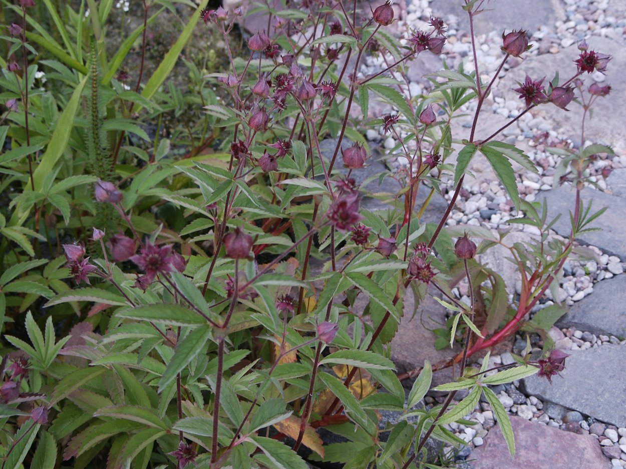 Трава сабельник лечебные