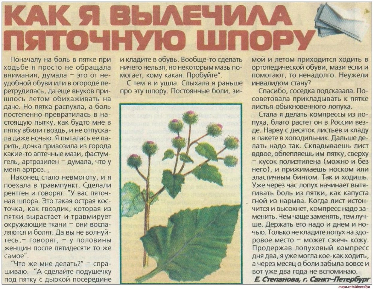 Пырей ползучий корневище