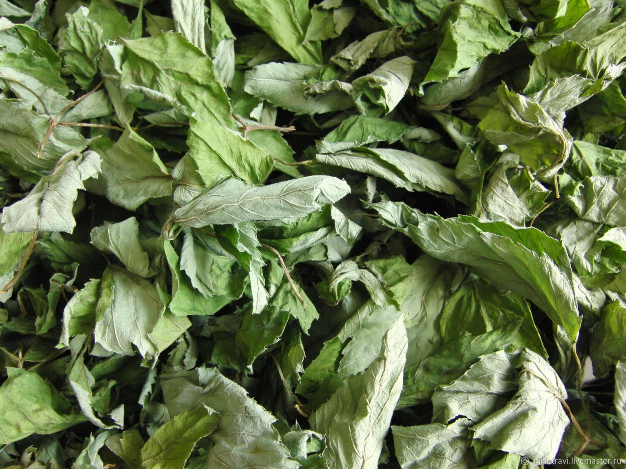 Сныть сушеная