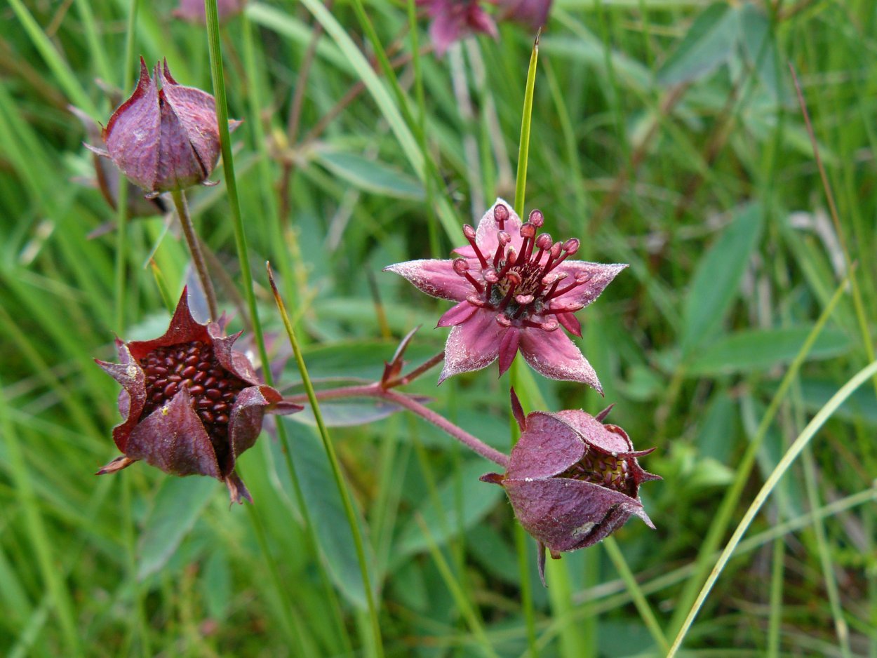 Сабельник болотный растение