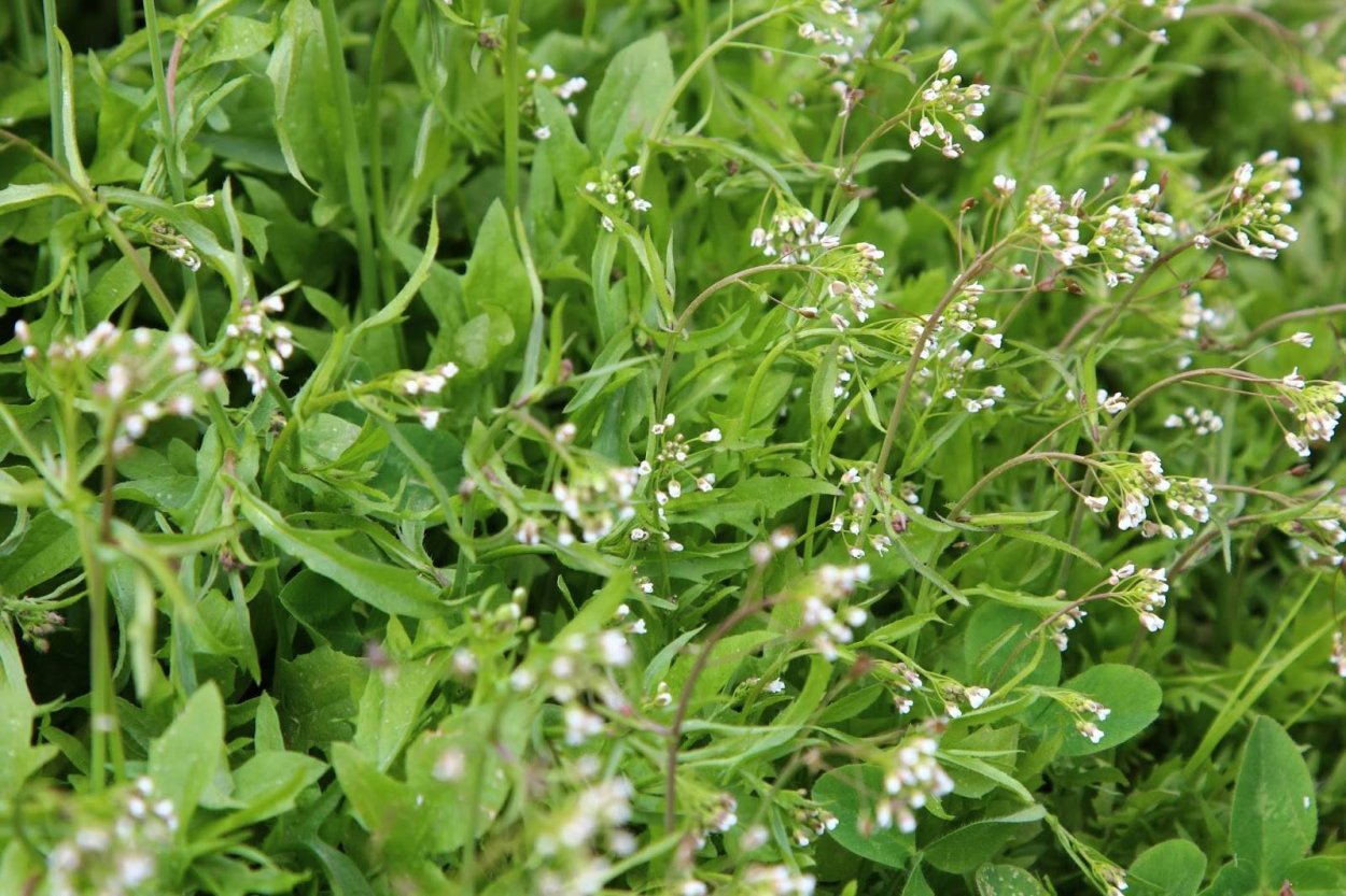 Гармала обыкновенная