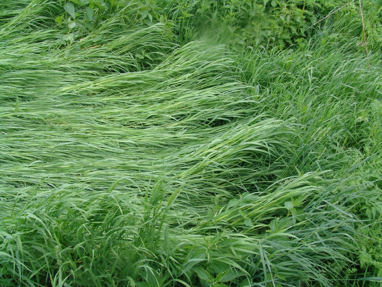 Сабельник болотный