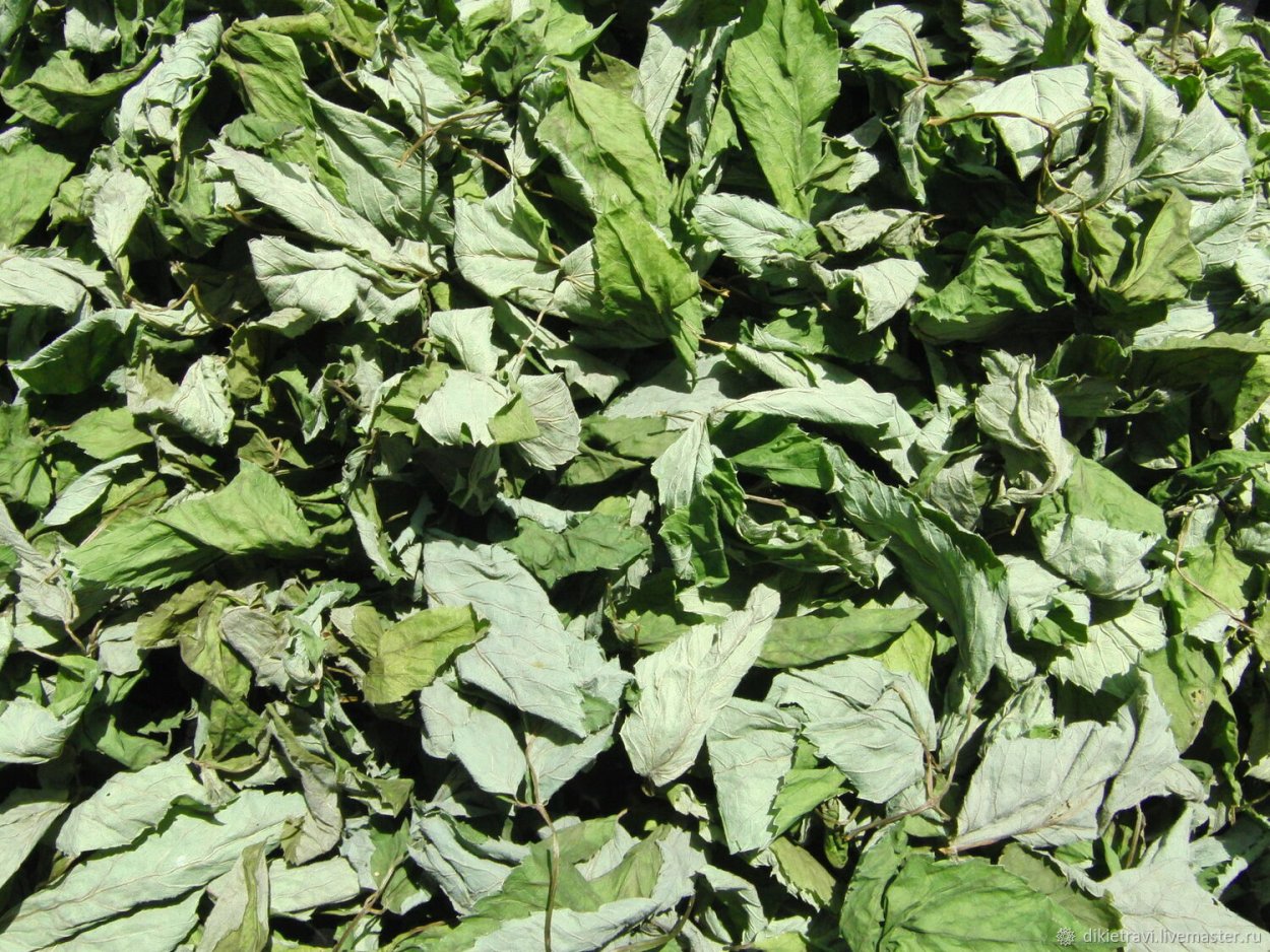 Сныть сухая