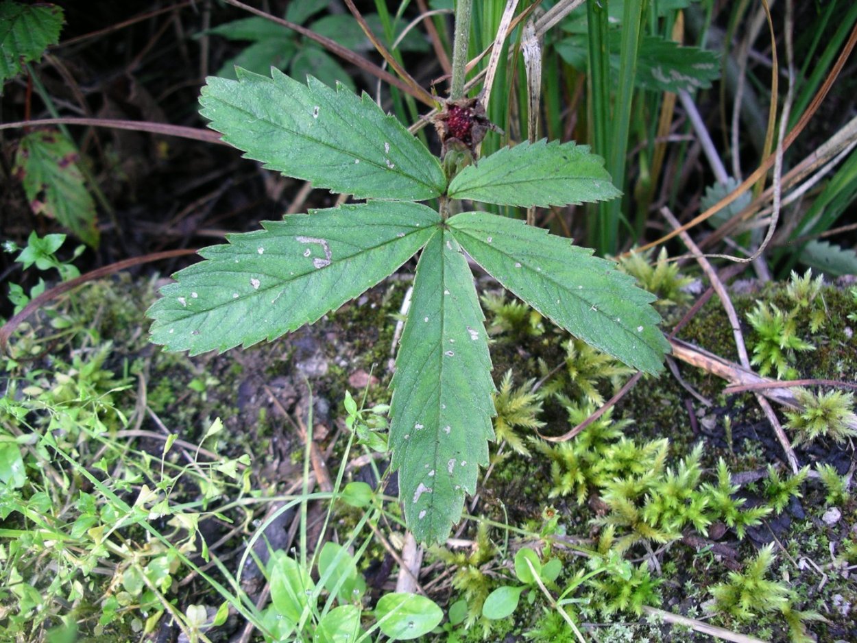 Сорняк сныть трава