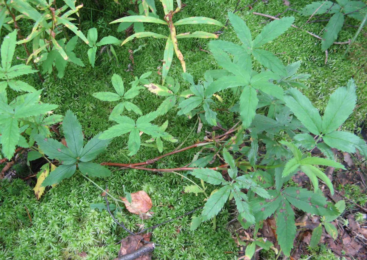 Суставник траву Суставник