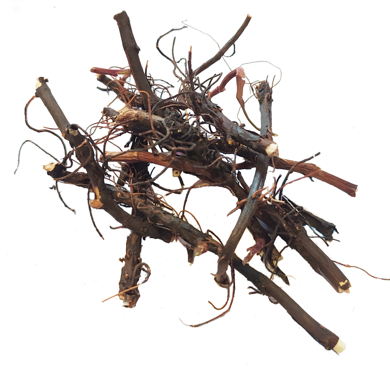 АИР болотный корень