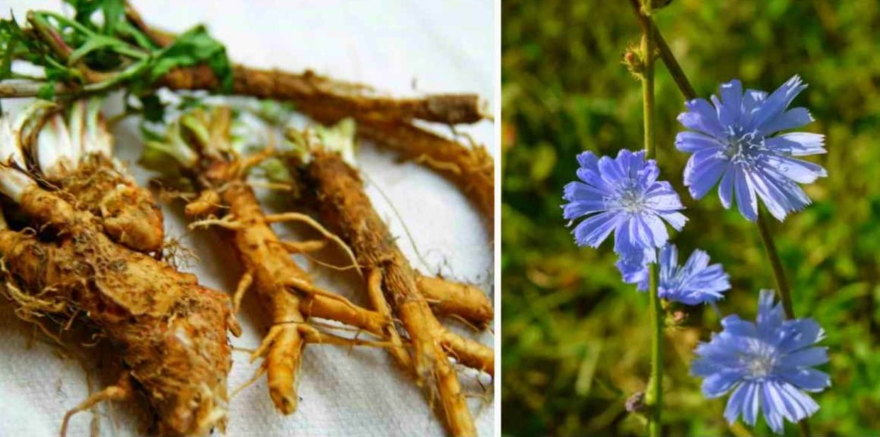 Розмарин Блю Винтер