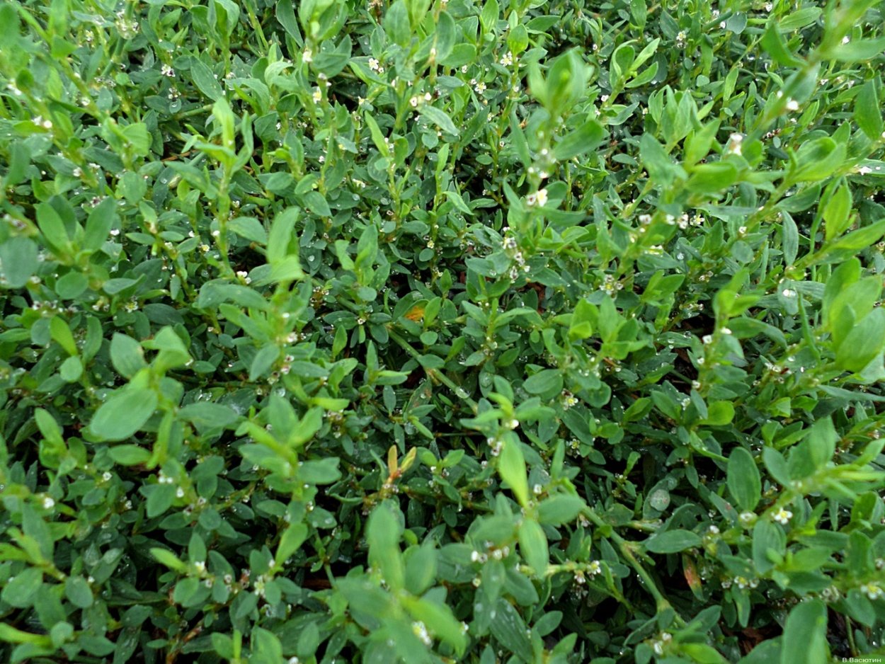 Спорыш и семейства гречишных