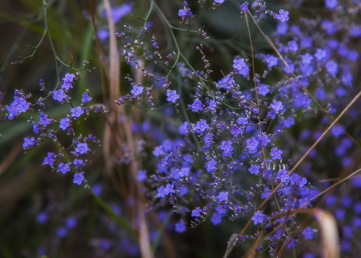 Горец птичий трава