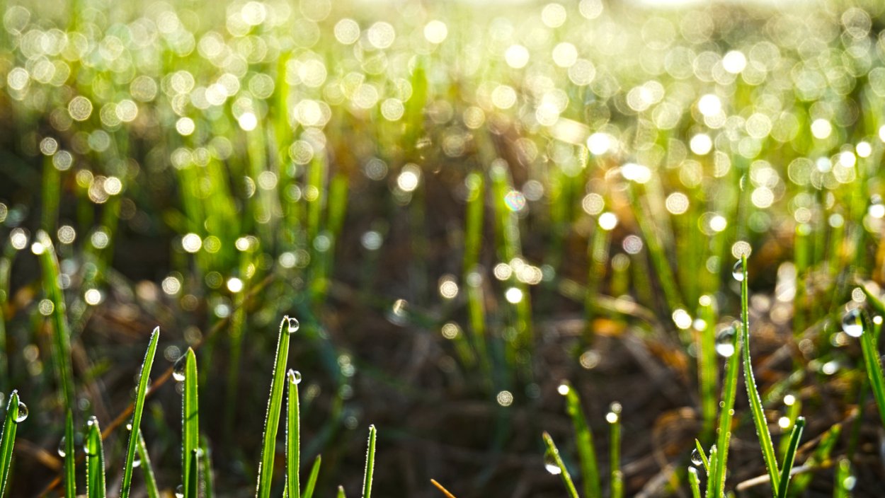 Трава горца птичьего сырье