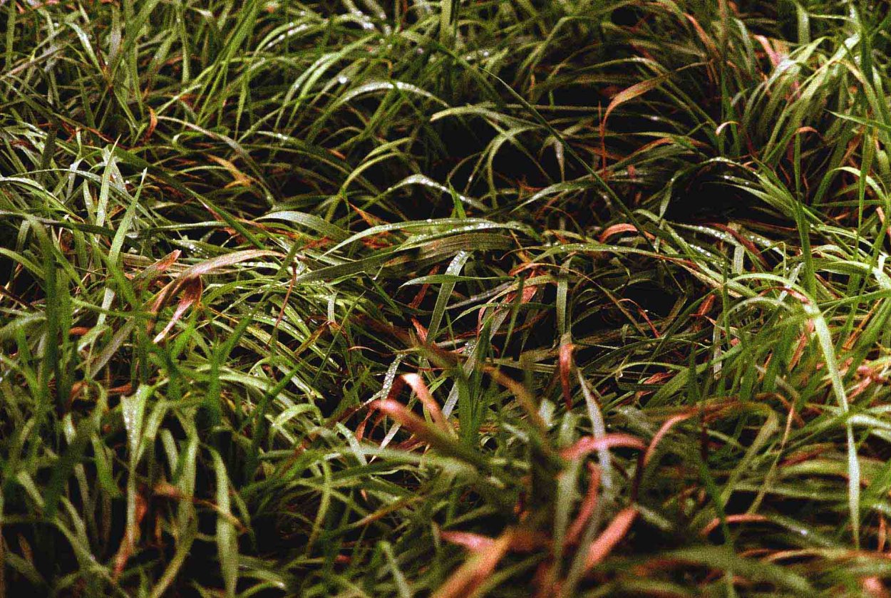 Трава спорыш применение